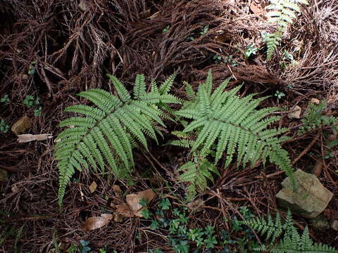 Image of Athyrium delavayi Christ