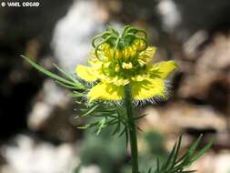 Image of Nigella ciliaris DC.