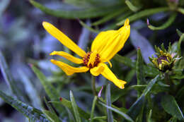 Image of willowleaf sunflower