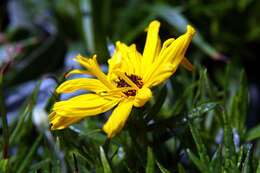 Image of willowleaf sunflower