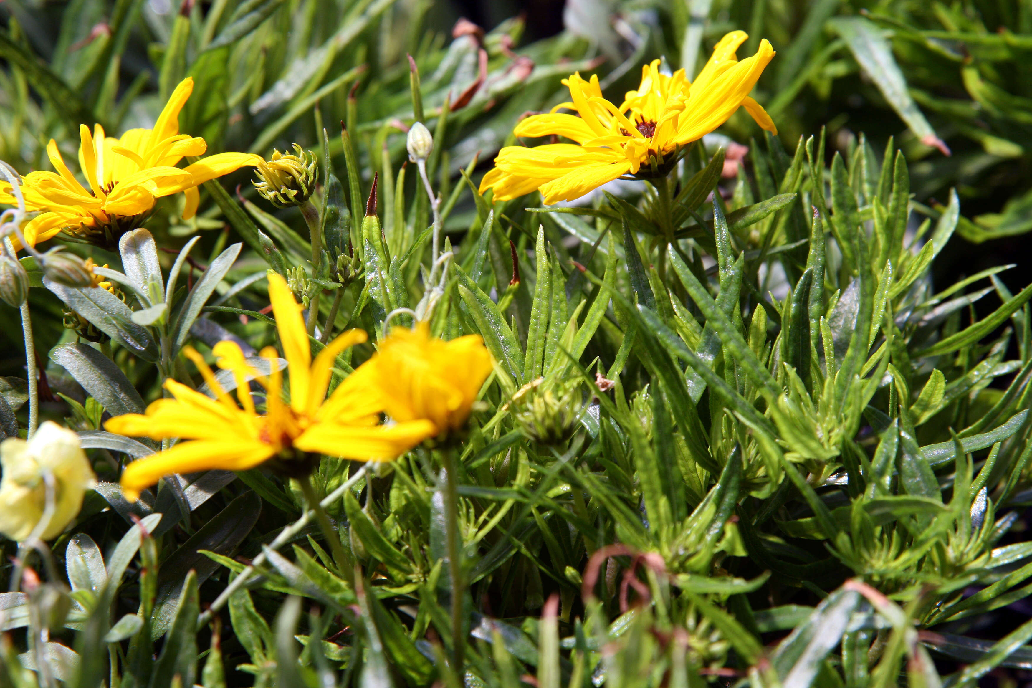 Image of willowleaf sunflower