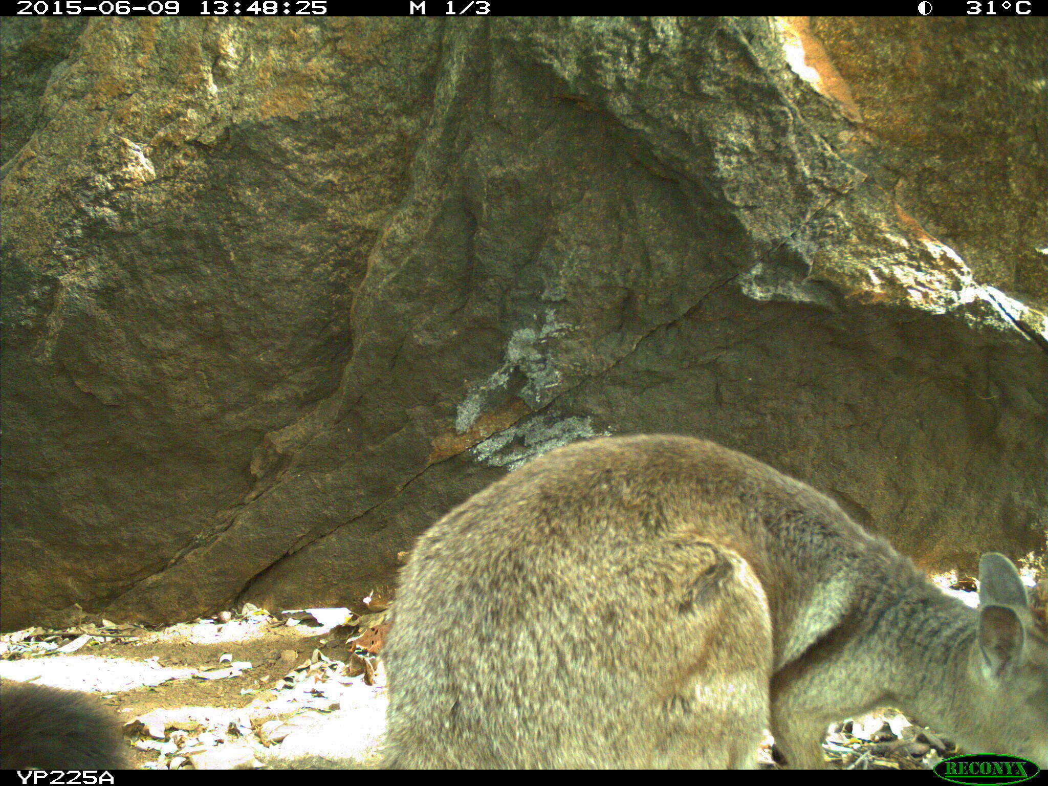 Image of Short-eared Rock Wallaby