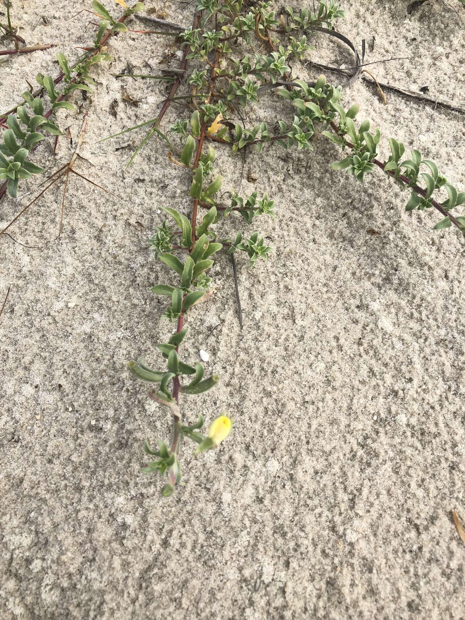 Image of seabeach evening primrose