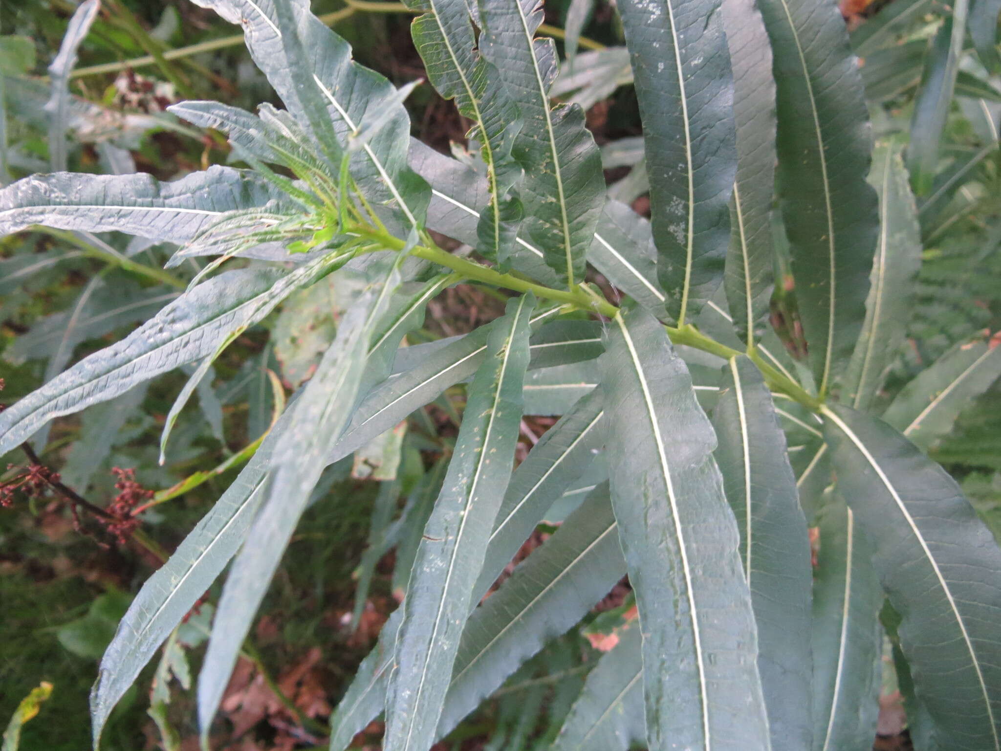 Image of Narrow-Leaf Fireweed