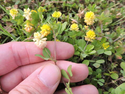 Image of field clover