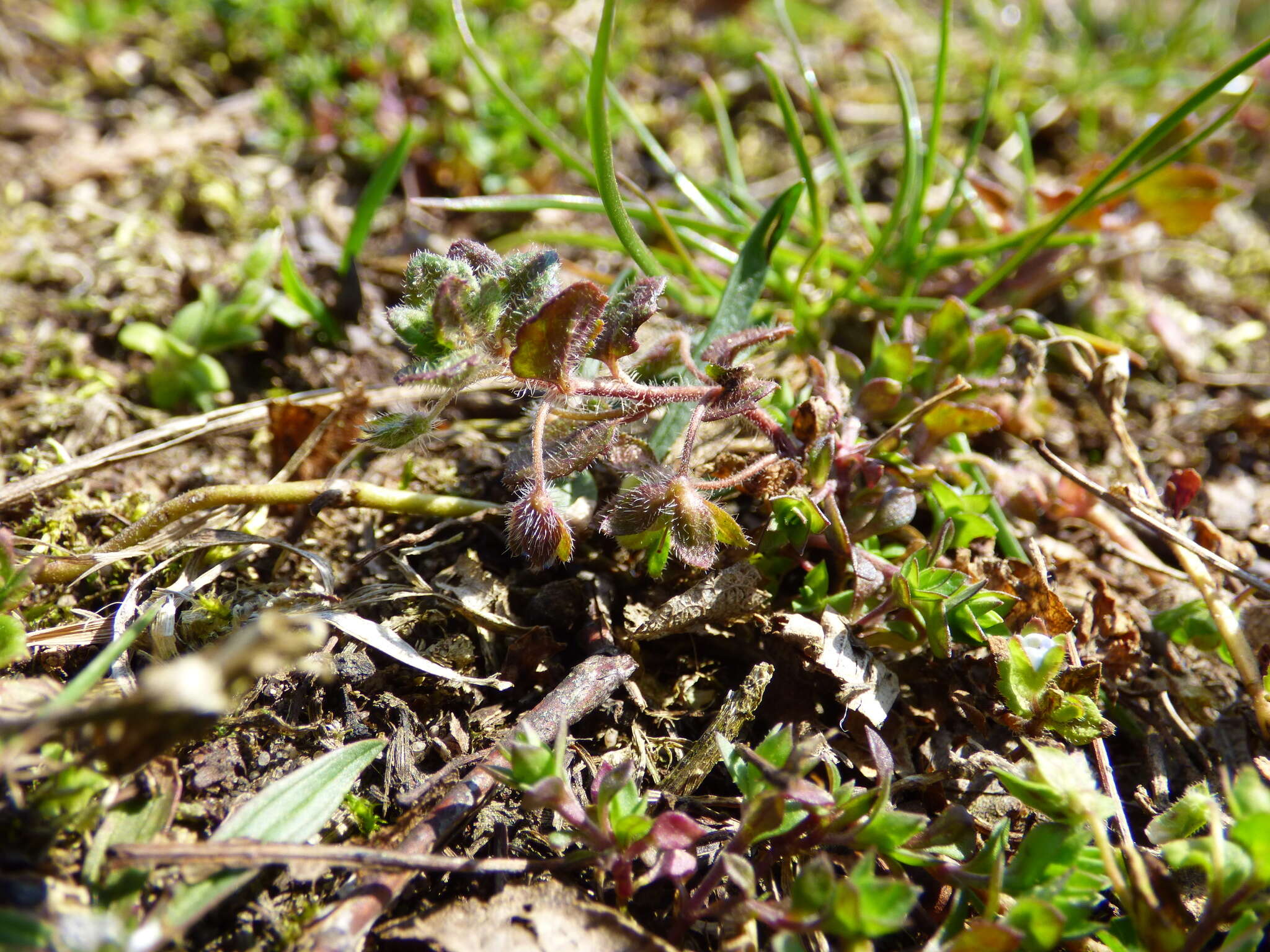 Image of Veronica opaca Fries