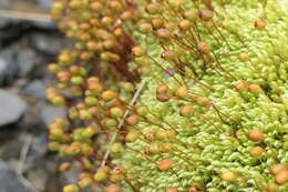 Image of thick-nerved apple-moss