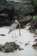 Image of Ardea herodias cognata Bangs 1903