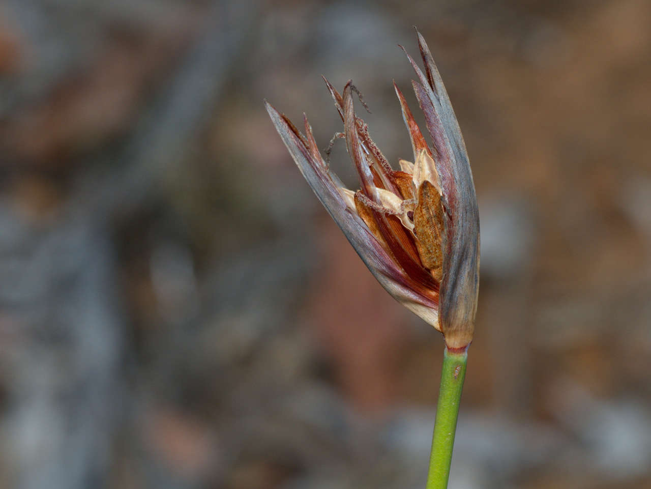 Image of Patersonia occidentalis var. occidentalis