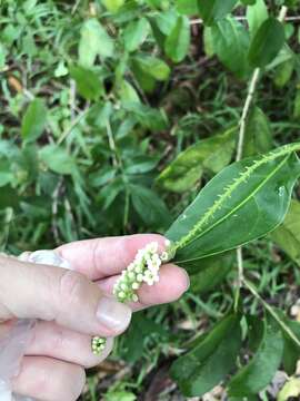 Citharexylum caudatum L.的圖片