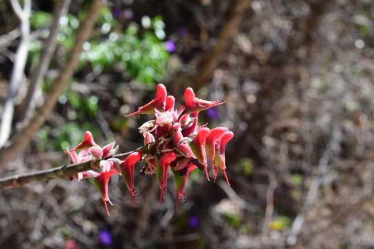 Image of Euphorbia calcarata (Schltdl.) V. W. Steinm.