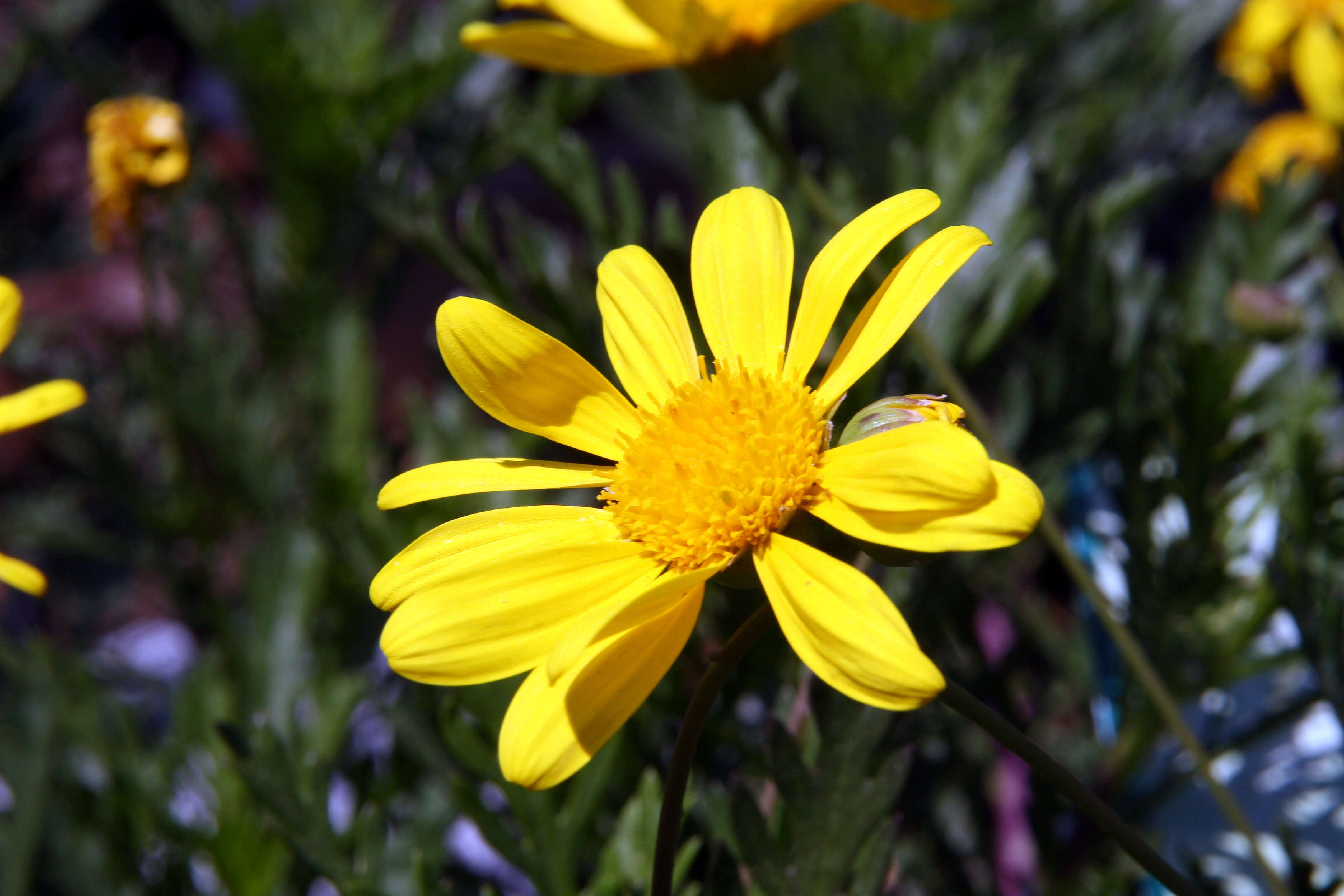 Imagem de Euryops chrysanthemoides (DC.) B. Nordenst.