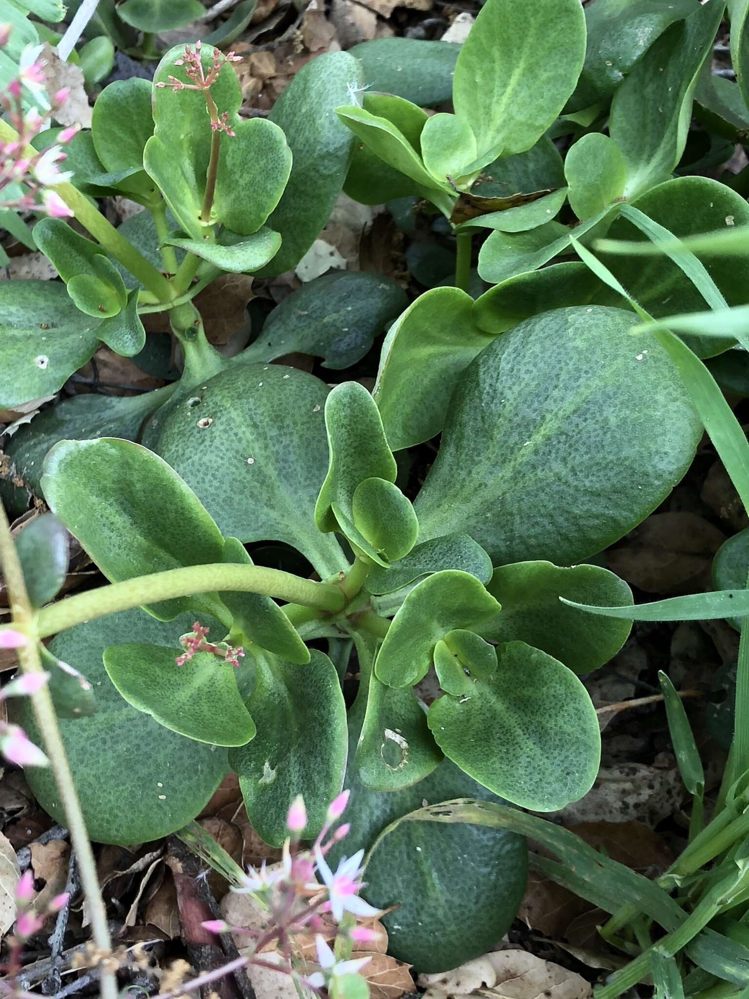 Image of Cape Province pygmyweed