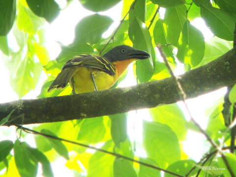 Image of Lagden's Bush Shrike