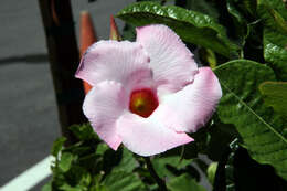 Plancia ëd Mandevilla sanderi (Hemsl.) R. E. Woodson