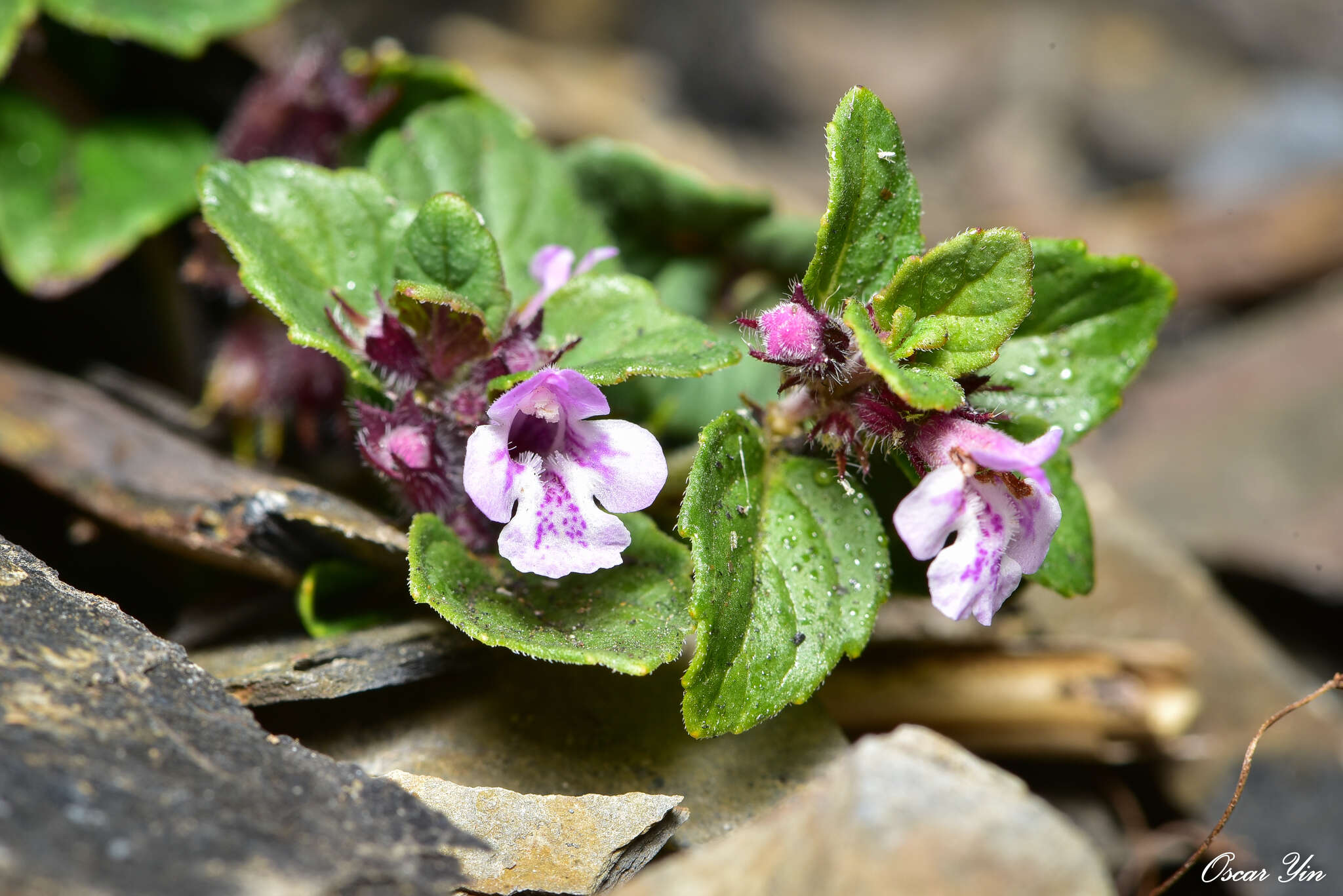 Sivun Clinopodium laxiflorum (Hayata) K. Mori kuva