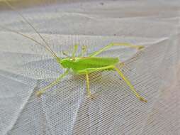 Image of Drumming Katydid