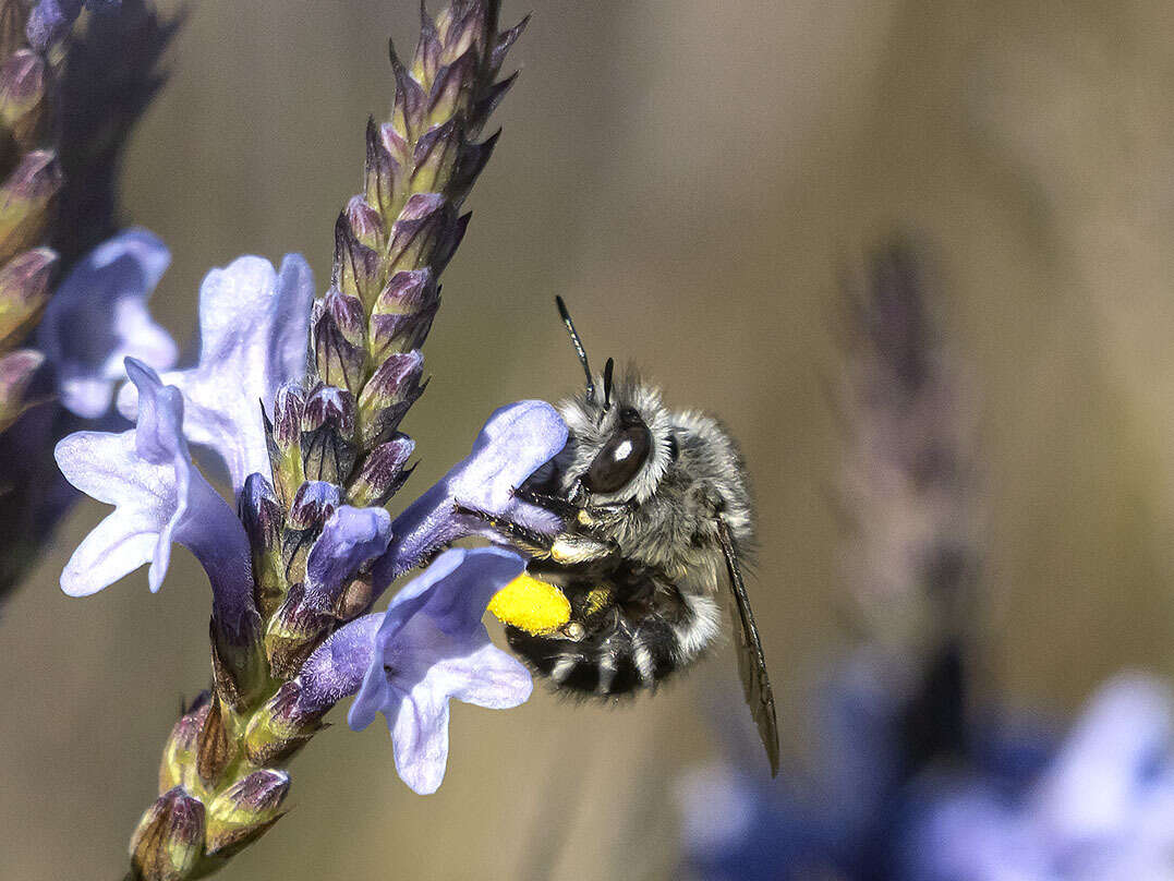 Plancia ëd Anthophora orotavae (Saunders 1904)