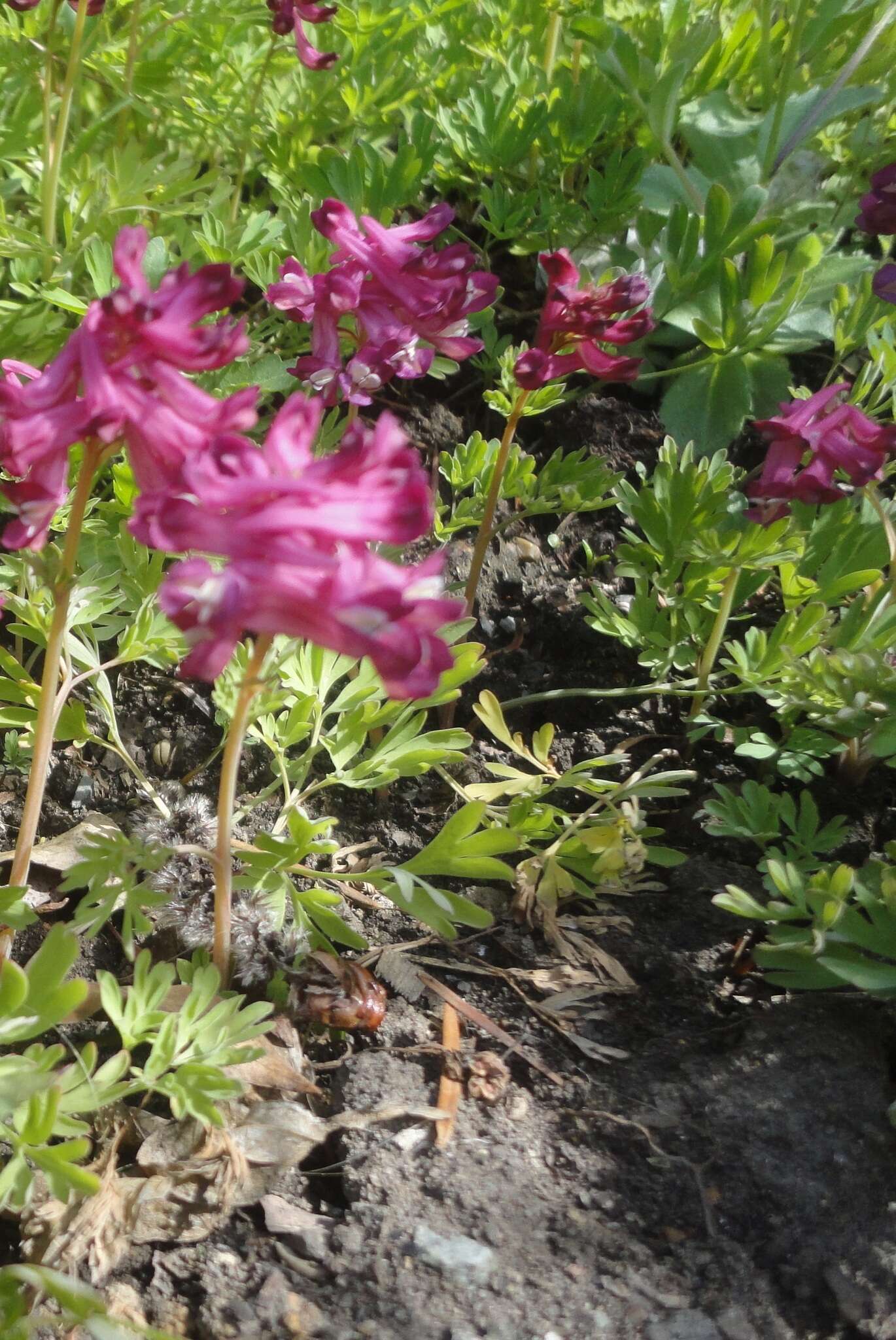 Image of Corydalis buschii Nakai