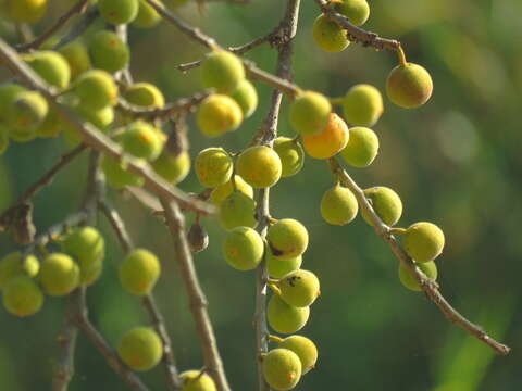 Ficus exasperata Vahl的圖片