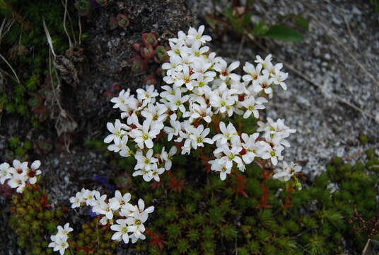 Image of Saxifraga bronchialis subsp. bronchialis