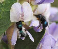 صورة Osmia ribifloris Cockerell 1900