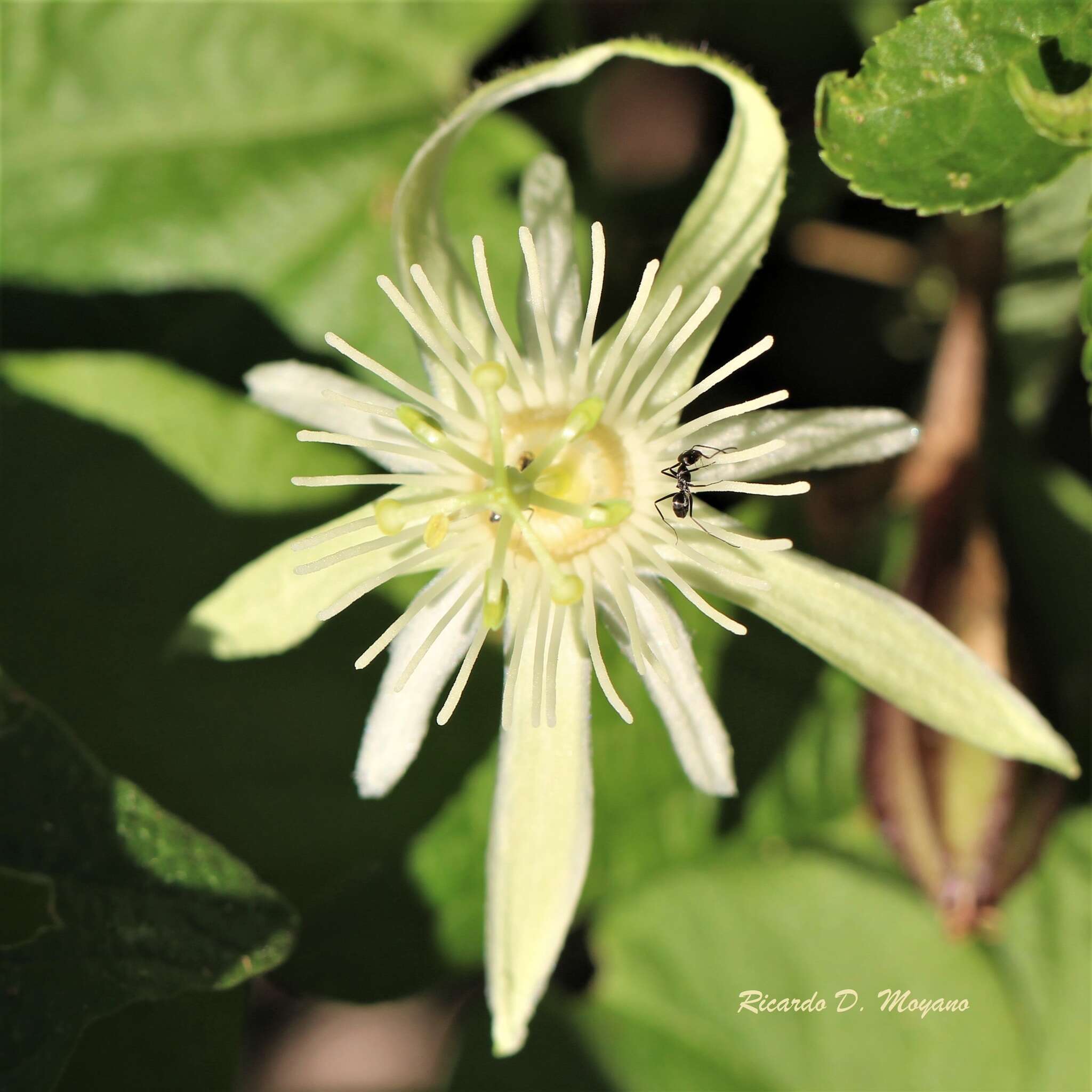 Passiflora capsularis L. resmi