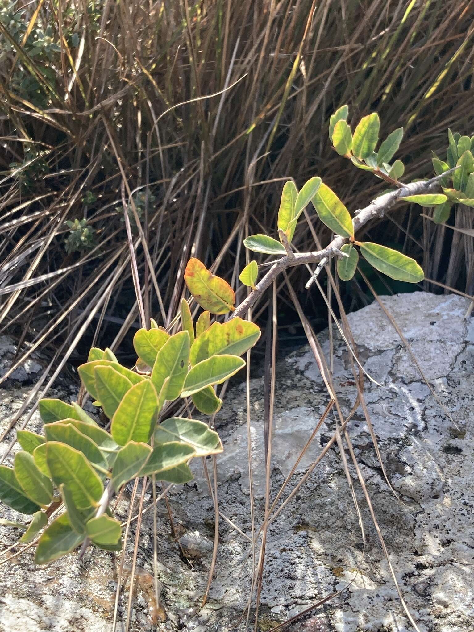 Image of Schinus engleri F. A. Barkley