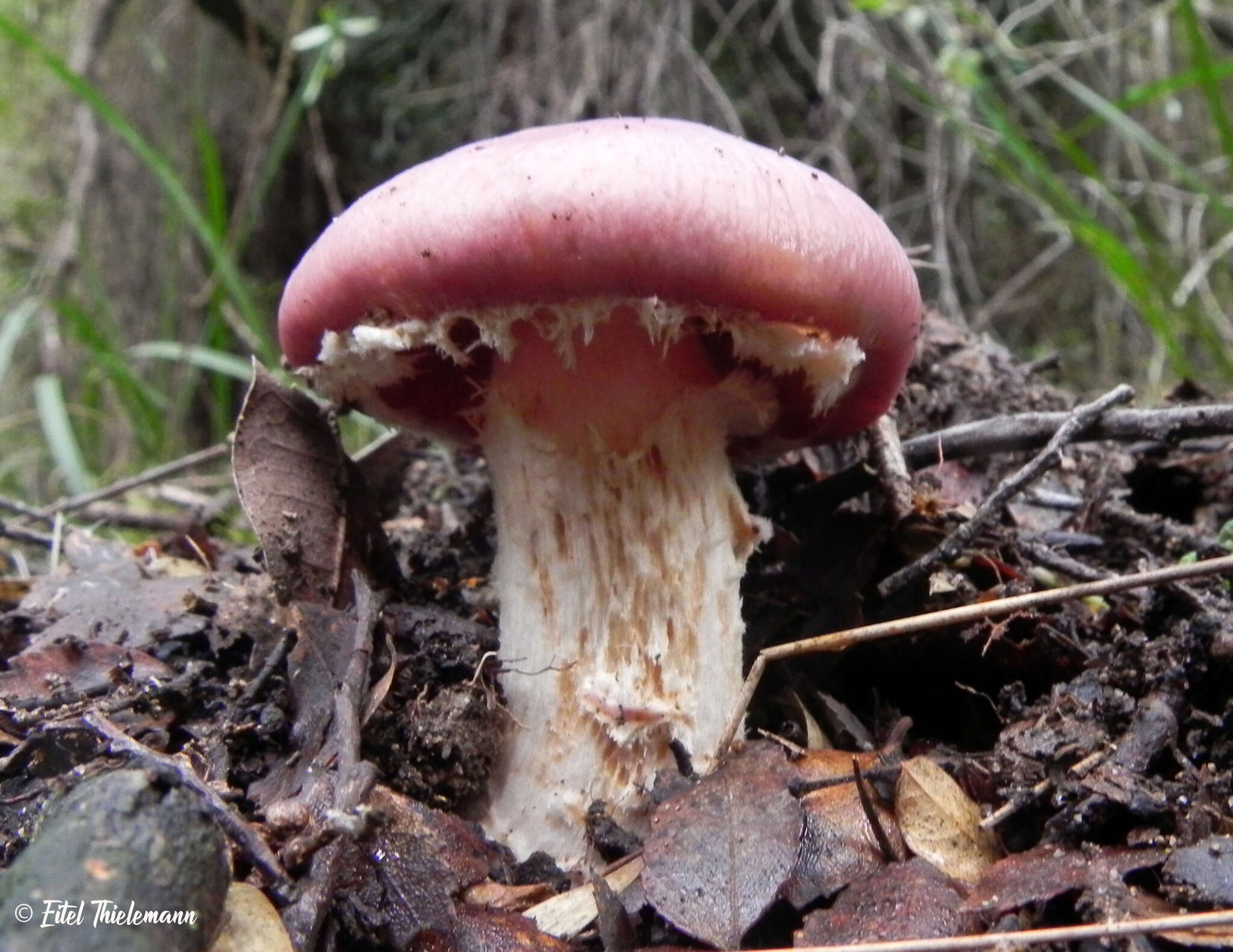 Image of Cortinarius lebre Garrido 1988