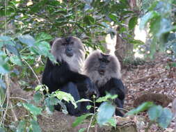 Image of Lion-tailed Macaque