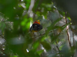 Image of Band-tailed Manakin