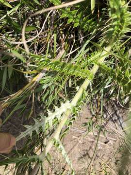 صورة <i>Cirsium hosokawae</i>