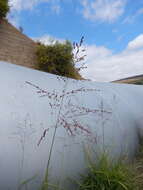 Image of Guinea Grass