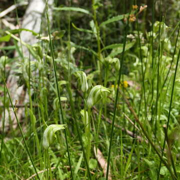 Image of Large mountain greenhood