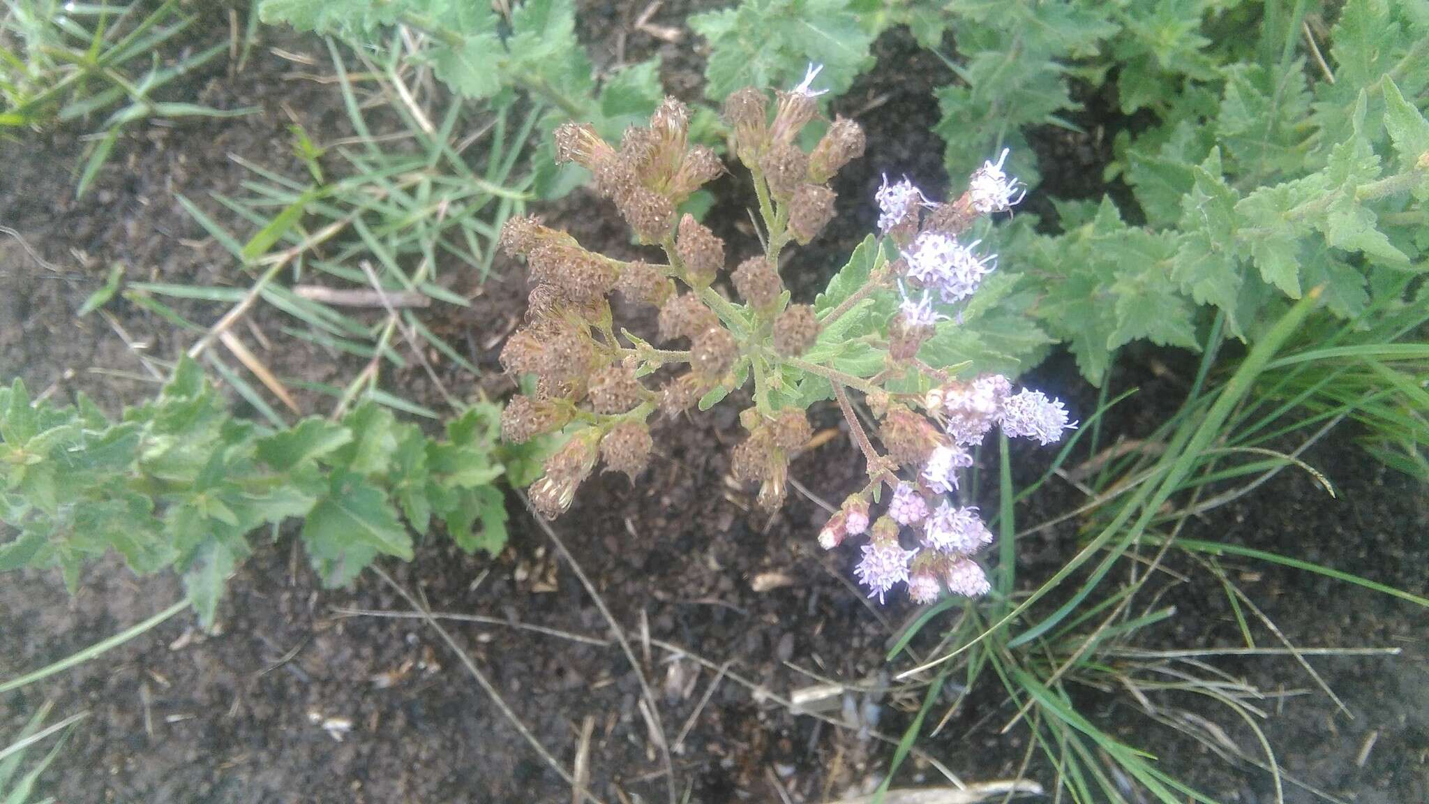 Image of Chromolaena hirsuta (Hook. & Arn.) R. King & H. Rob.