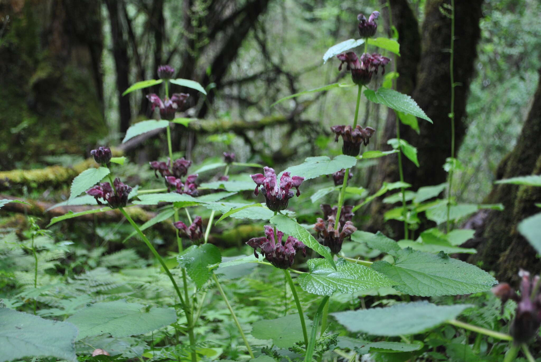 Image de Phlomoides ornata (C. Y. Wu) Kamelin & Makhm.