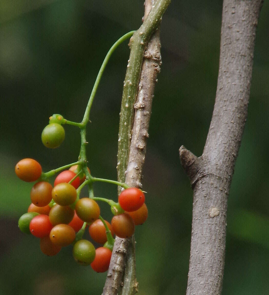 Image of Tinospora smilacina Benth.