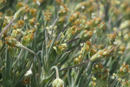 Image of Plantago webbii Barn.