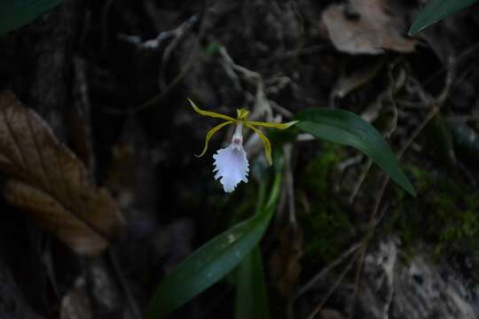 Image of Rhynchostele stellata (Lindl.) Soto Arenas & Salazar