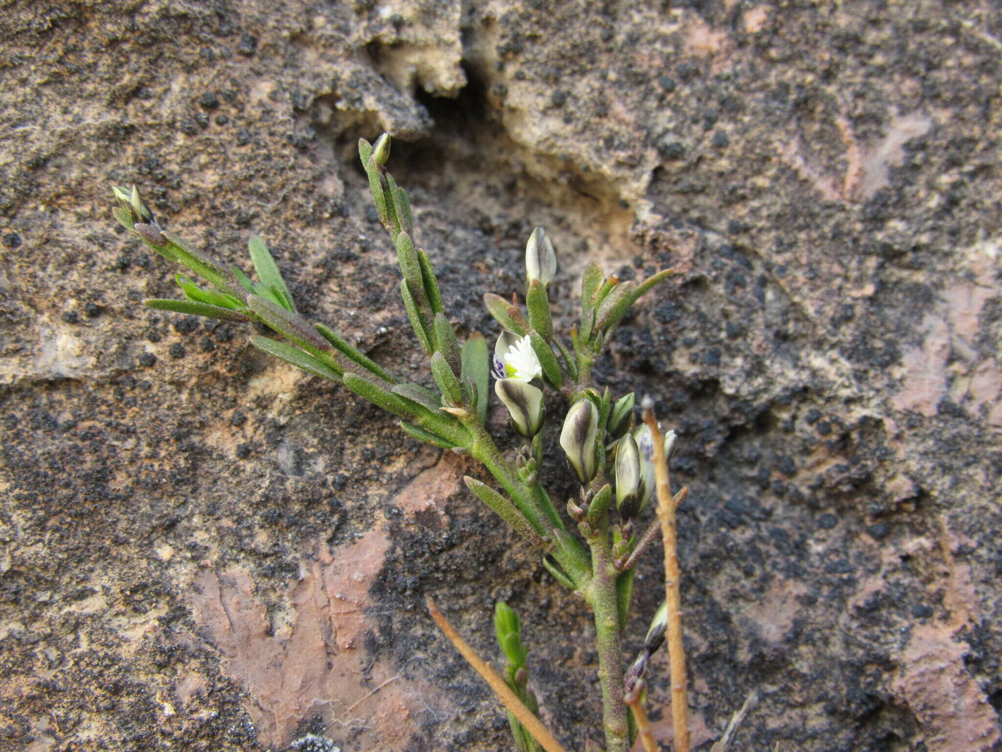 Image of Polygala spinescens Gill.