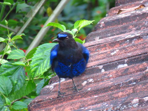 Image of Malabar Whistling Thrush