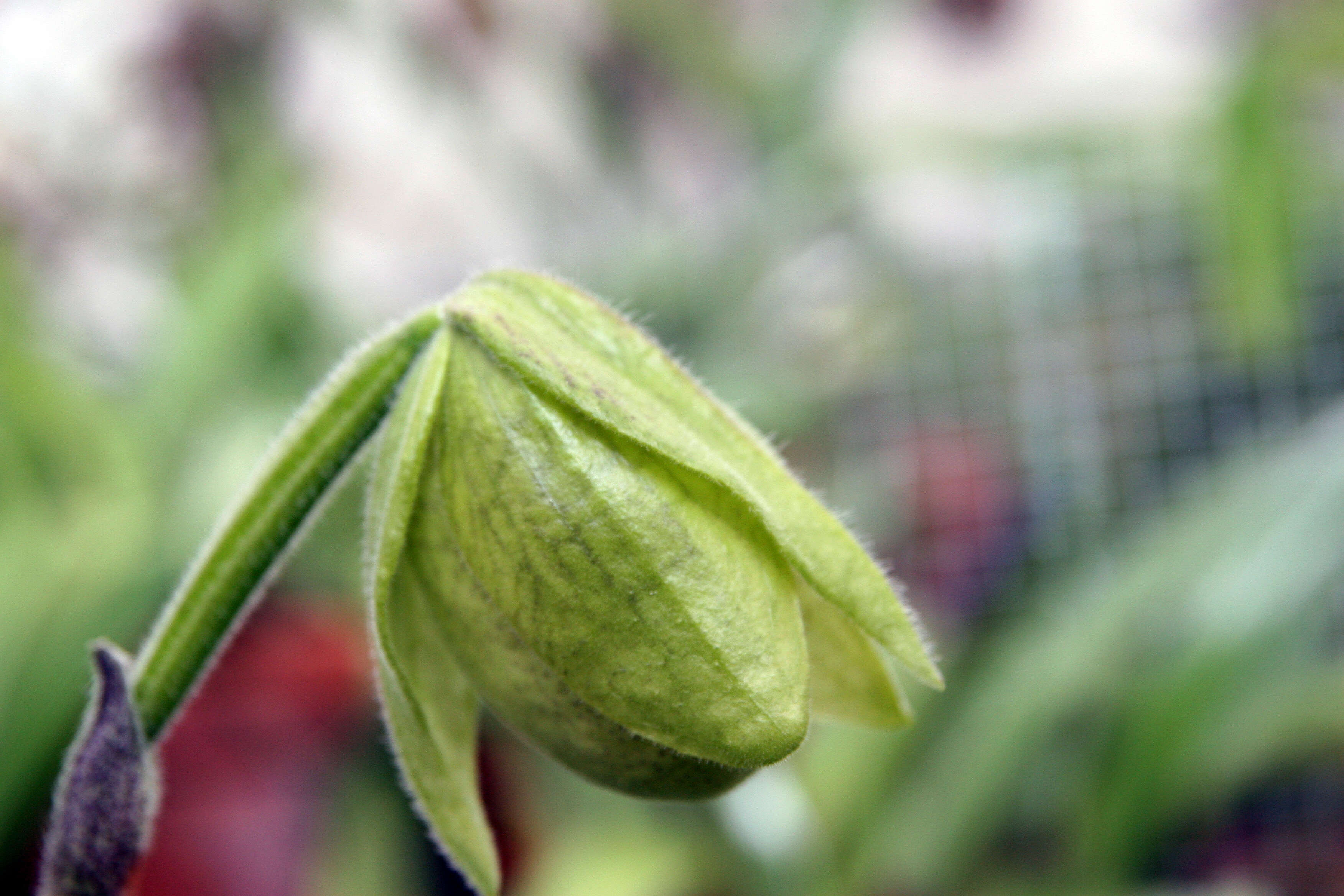 Sivun Paphiopedilum malipoense S. C. Chen & Z. H. Tsi kuva