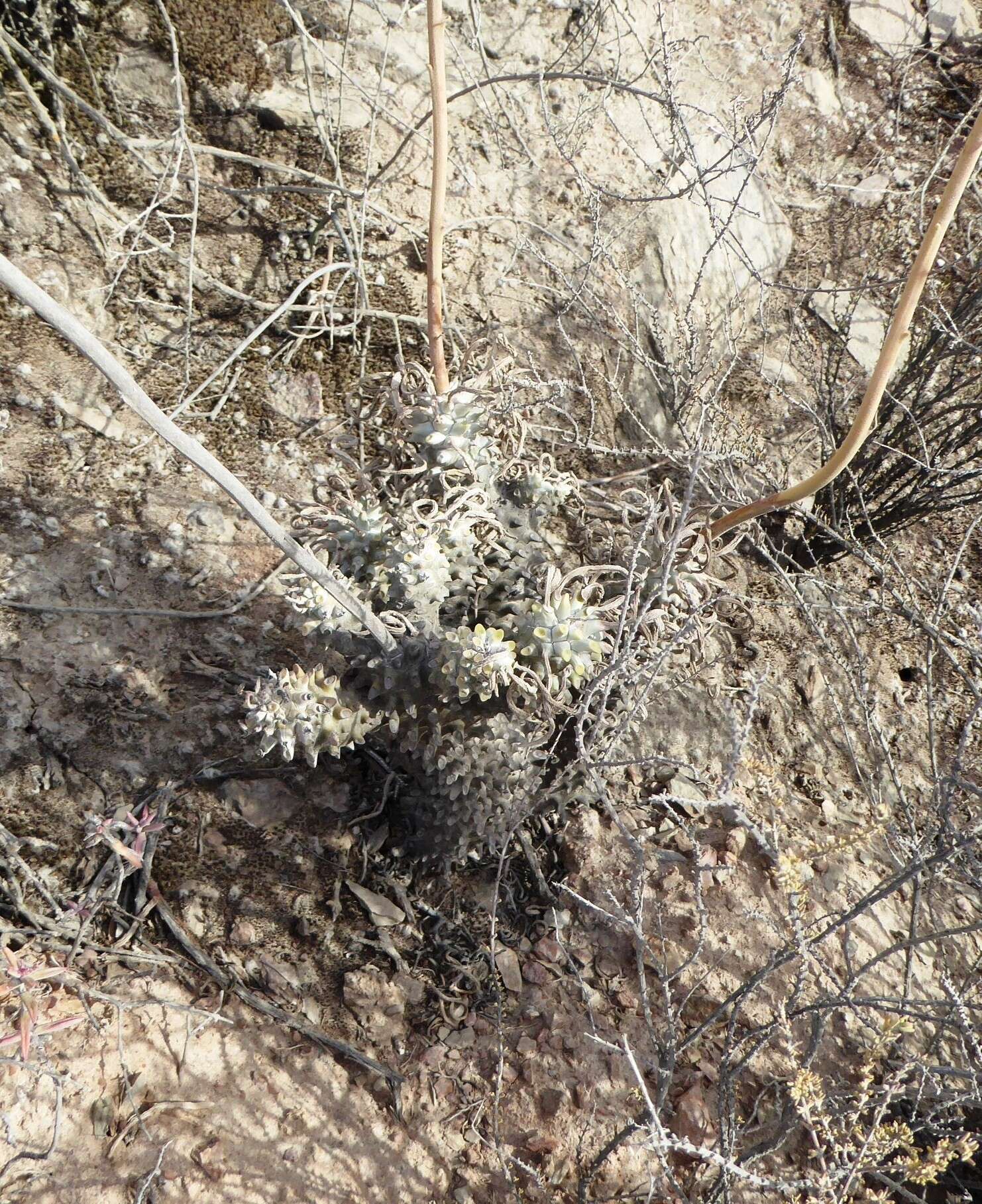 Image of Tylecodon wallichii subsp. wallichii