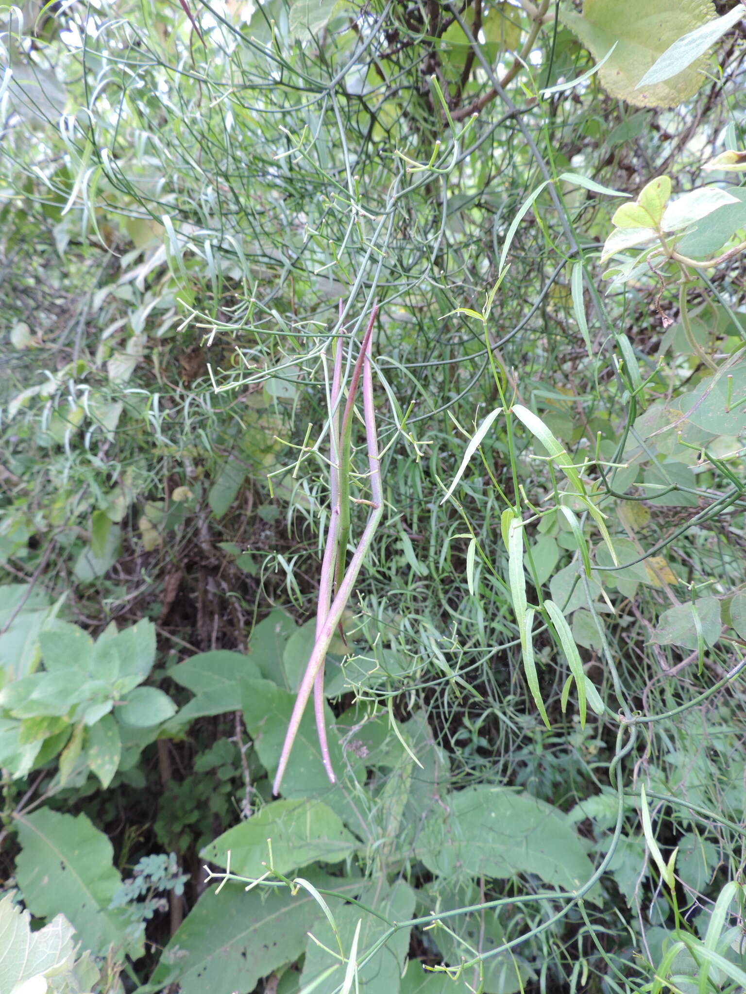 Sivun Periploca linearifolia Dillon & A. Rich. kuva