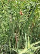 Image of Hardstem bulrush