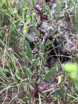 Image of sea beet