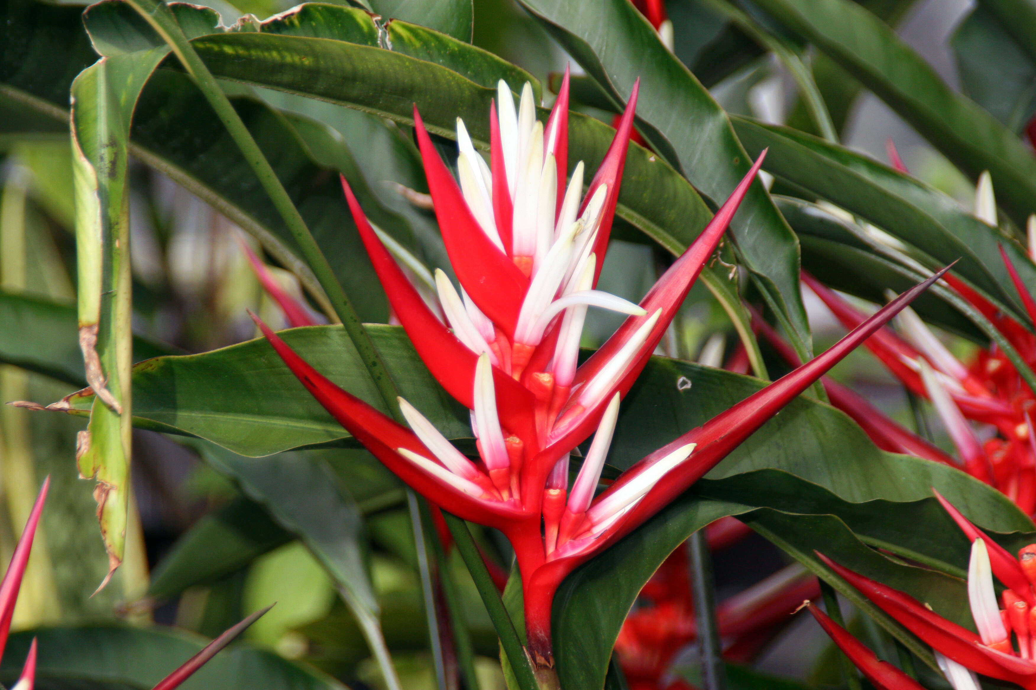 Image of Heliconia angusta Vell.