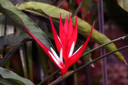 Image of Heliconia angusta Vell.