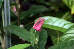 Image of Brazilian Candles