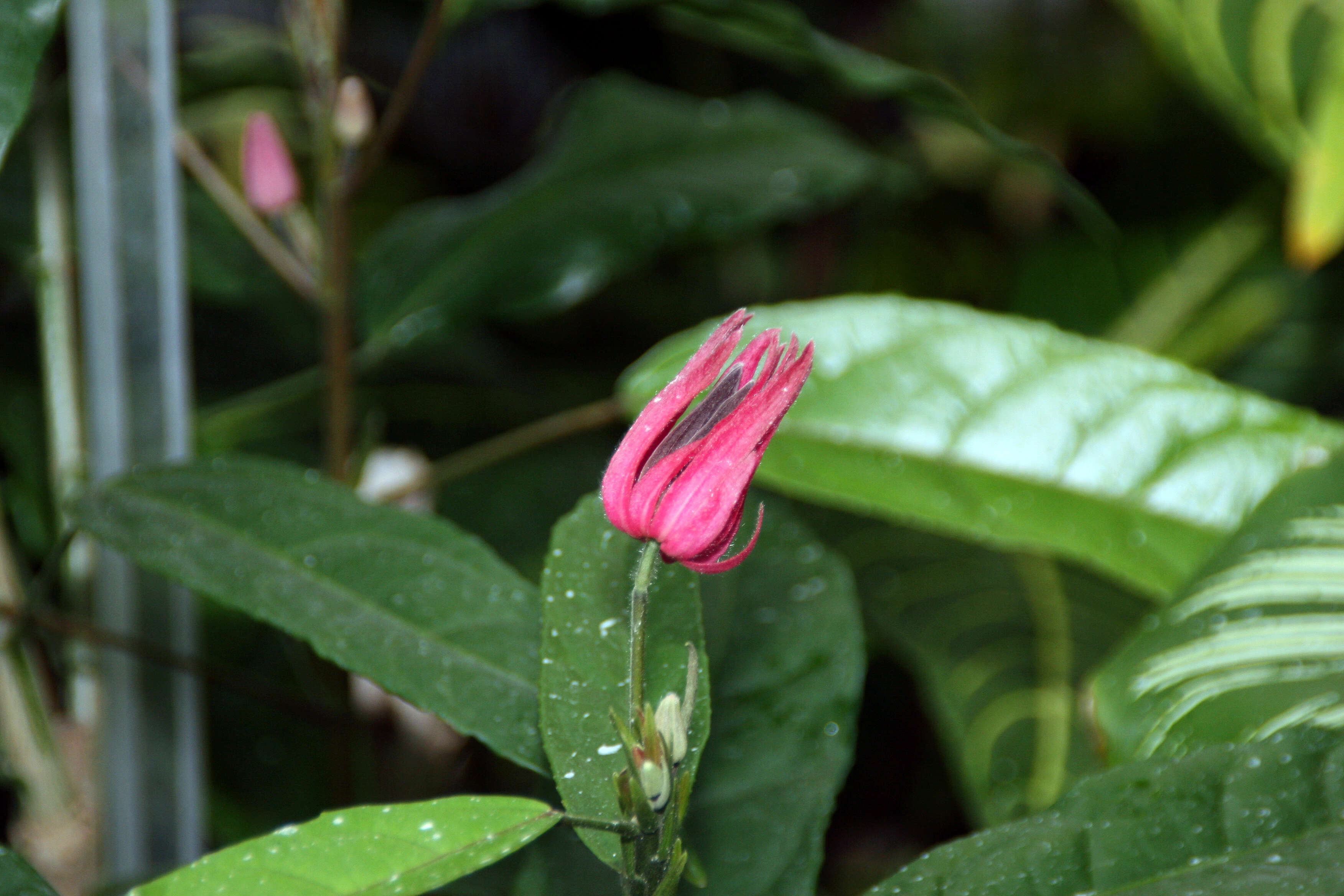 Image of Pavonia multiflora A. St.-Hil.